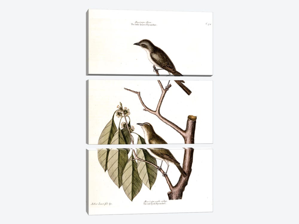 Little Brown Flycatcher, Red-Eyed Flycatcher & Hopea Tinetoria by Mark Catesby 3-piece Canvas Wall Art