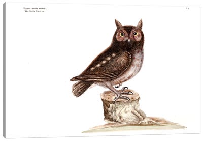 Little Owl Canvas Art Print - Owl Art