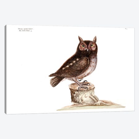 Little Owl Canvas Print #CAT104} by Mark Catesby Art Print