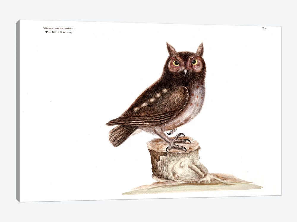 Little Owl by Mark Catesby 1-piece Canvas Art