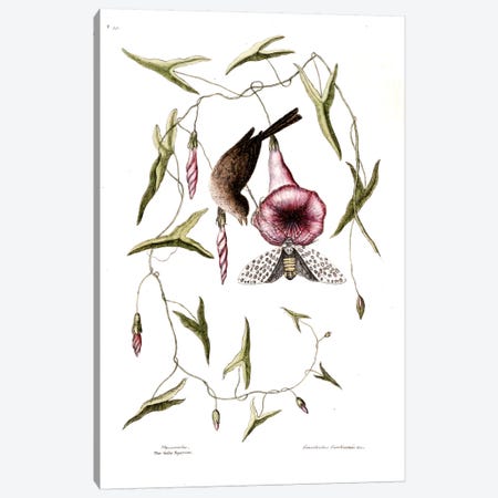 Little Sparrow & Purple Bindweed Of Carolina Canvas Print #CAT105} by Mark Catesby Canvas Art Print