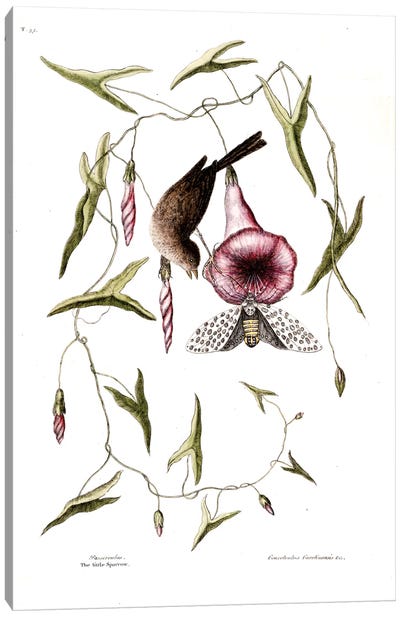 Little Sparrow & Purple Bindweed Of Carolina Canvas Art Print - New York Botanical Garden