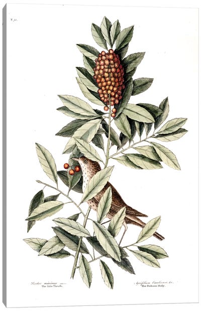Little Thrush & Dahoon Holly Canvas Art Print - Botanical Illustrations