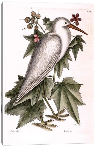 Little White Heron & Ketmia Frutescens Glauca Canvas Art Print - Heron Art