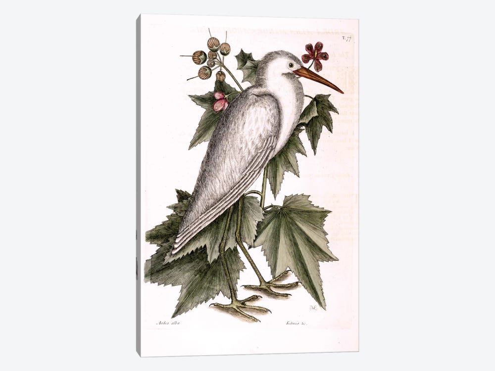 Little White Heron & Ketmia Frutescens Glauca by Mark Catesby 1-piece Canvas Print