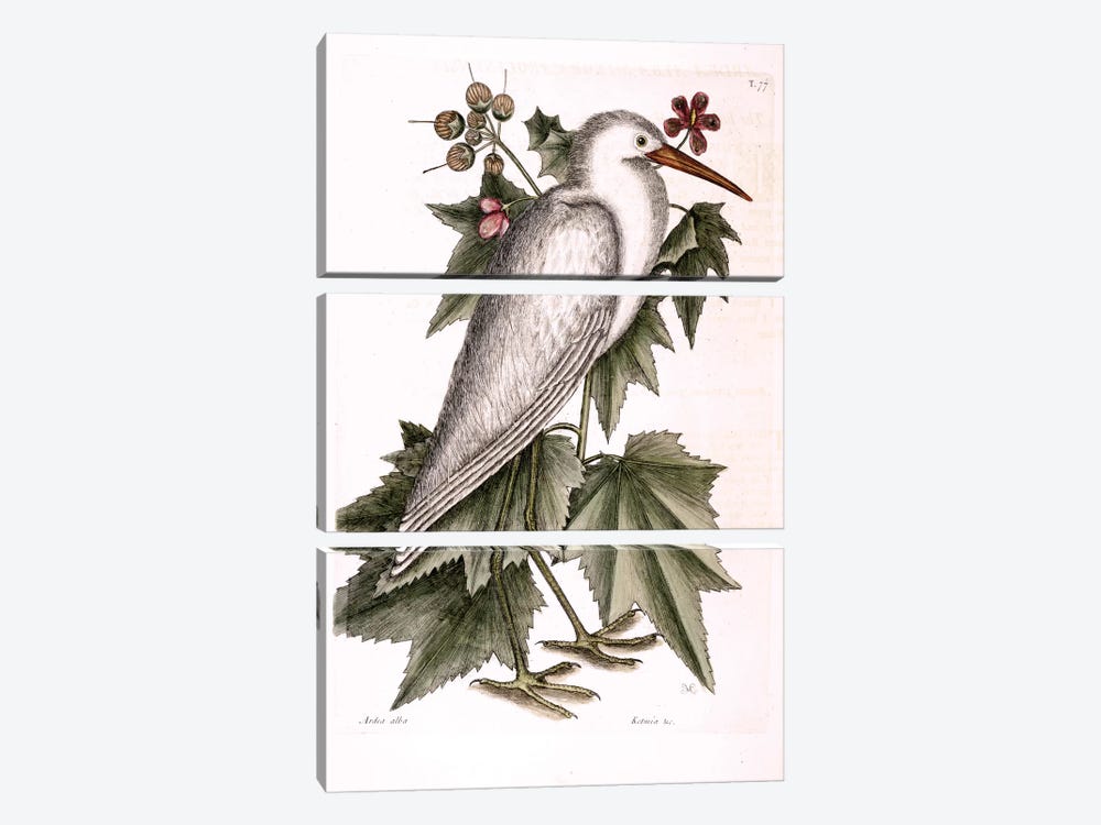 Little White Heron & Ketmia Frutescens Glauca 3-piece Canvas Art Print