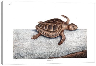 Loggerhead Turtle Canvas Art Print - Turtle Art