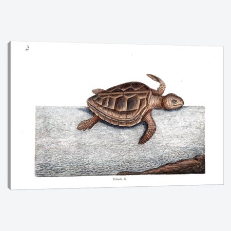 Loggerhead Turtle Canvas Print #CAT108} by Mark Catesby Canvas Wall Art