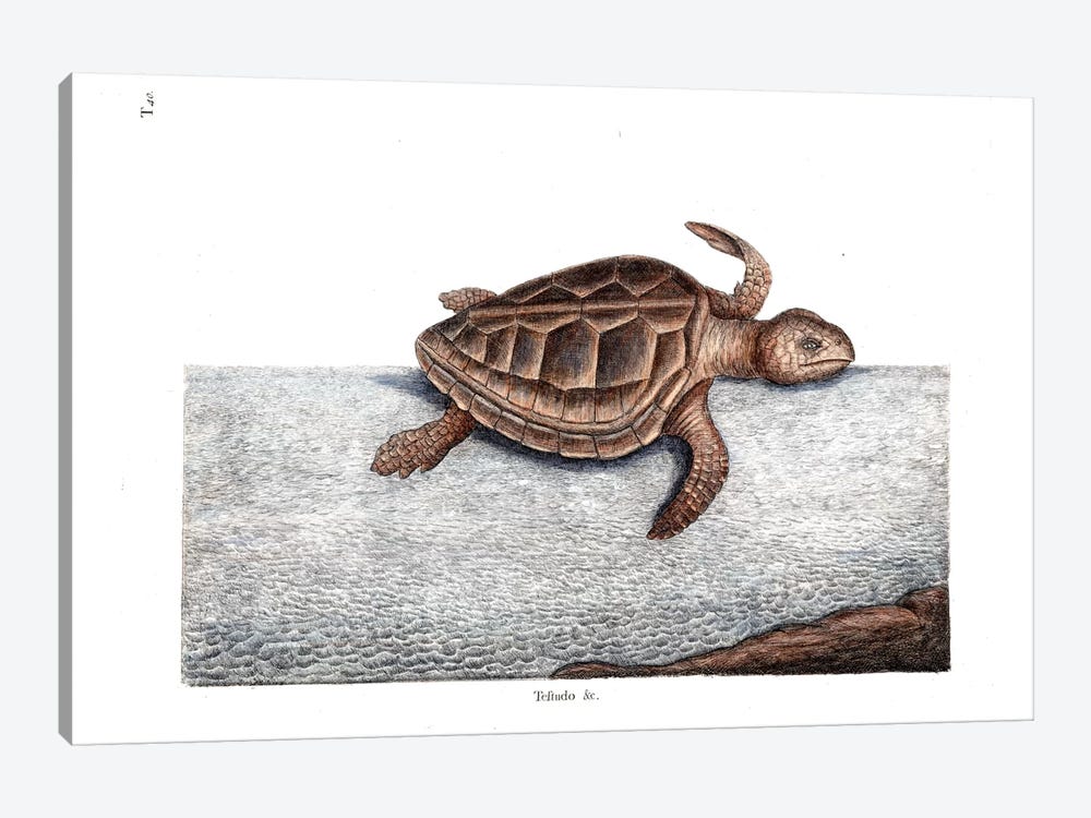Loggerhead Turtle by Mark Catesby 1-piece Canvas Wall Art