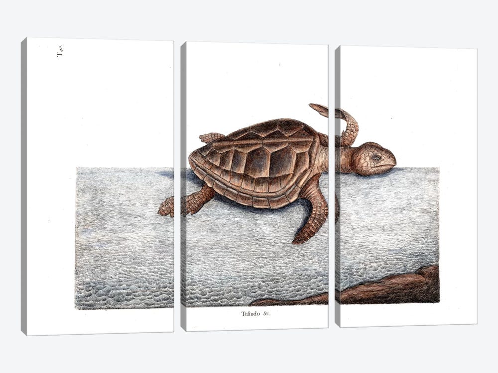 Loggerhead Turtle by Mark Catesby 3-piece Canvas Wall Art