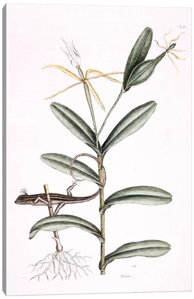 Lyon Lizard & Epidendrum Nocturnum Canvas Art Print - New York Botanical Garden