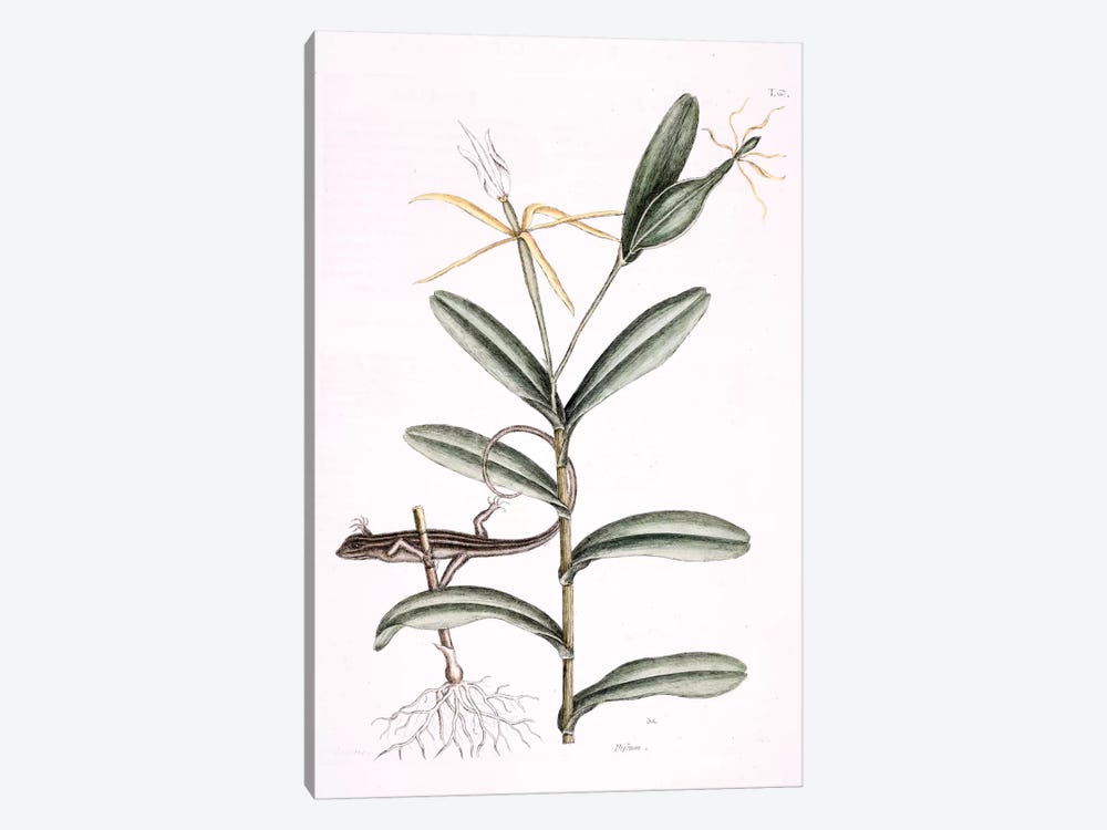 Lyon Lizard & Epidendrum Nocturnum by Mark Catesby 1-piece Art Print