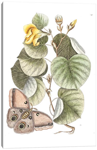 Maho Tree & Phalaena Fusca Canvas Art Print - New York Botanical Garden