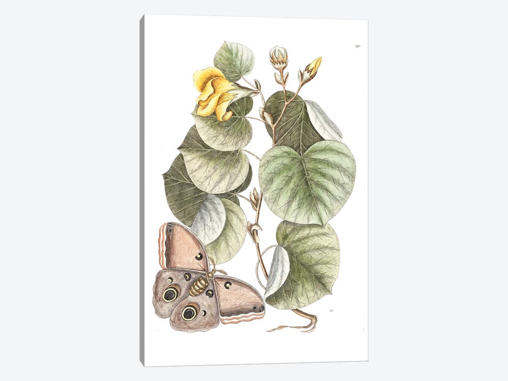 Maho Tree & Phalaena Fusca by Mark Catesby 1-piece Art Print