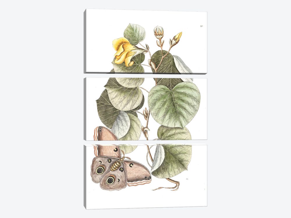 Maho Tree & Phalaena Fusca by Mark Catesby 3-piece Canvas Print