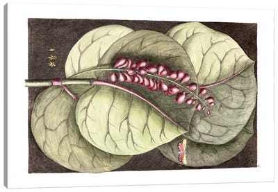 Mangrove Grape Tree & Ornate Moth Canvas Art Print - Plant Art
