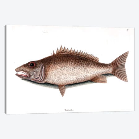 Mangrove Snapper Canvas Print #CAT112} by Mark Catesby Canvas Art Print