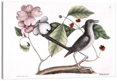 Mockbird (Northern Mockingbird) & Dogwood Tree Canvas Art Print - Dogwood