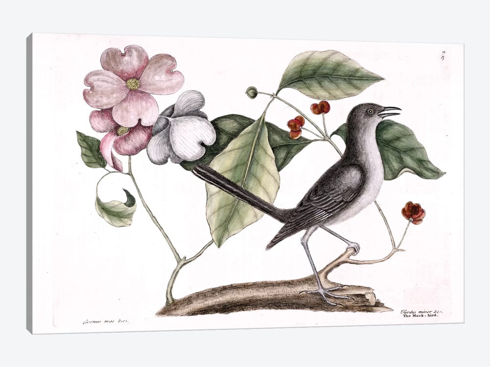 Mockbird (Northern Mockingbird) & Dogwood Tree by Mark Catesby 1-piece Canvas Art Print