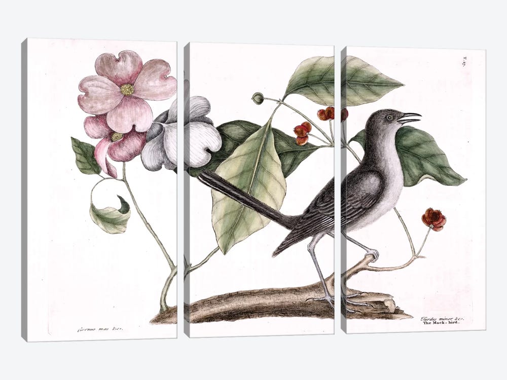Mockbird (Northern Mockingbird) & Dogwood Tree by Mark Catesby 3-piece Canvas Art Print
