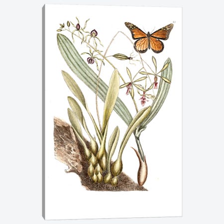 Monarch Butterfly, Clamshell Orchid & Pleated Orchid Canvas Print #CAT115} by Mark Catesby Canvas Artwork
