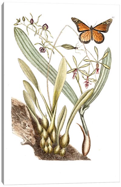 Monarch Butterfly, Clamshell Orchid & Pleated Orchid Canvas Art Print - New York Botanical Garden
