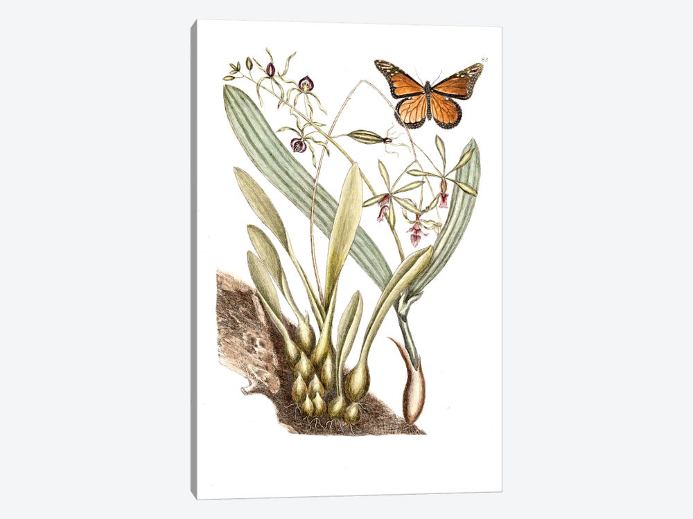 Monarch Butterfly, Clamshell Orchid & Pleated Orchid by Mark Catesby 1-piece Canvas Artwork