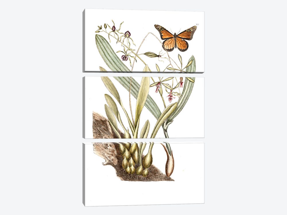 Monarch Butterfly, Clamshell Orchid & Pleated Orchid by Mark Catesby 3-piece Canvas Wall Art