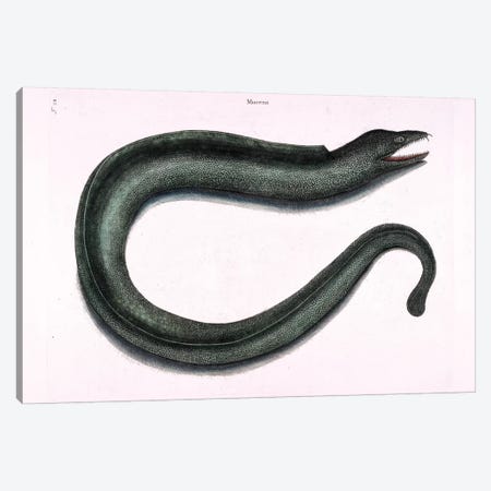 Moray Eel Canvas Print #CAT116} by Mark Catesby Canvas Artwork