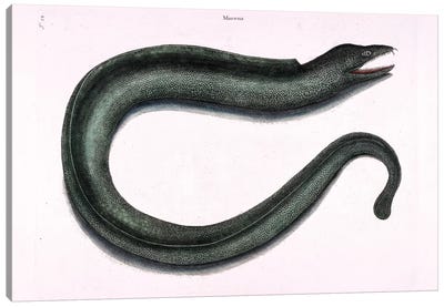 Moray Eel Canvas Art Print - Reptile & Amphibian Art