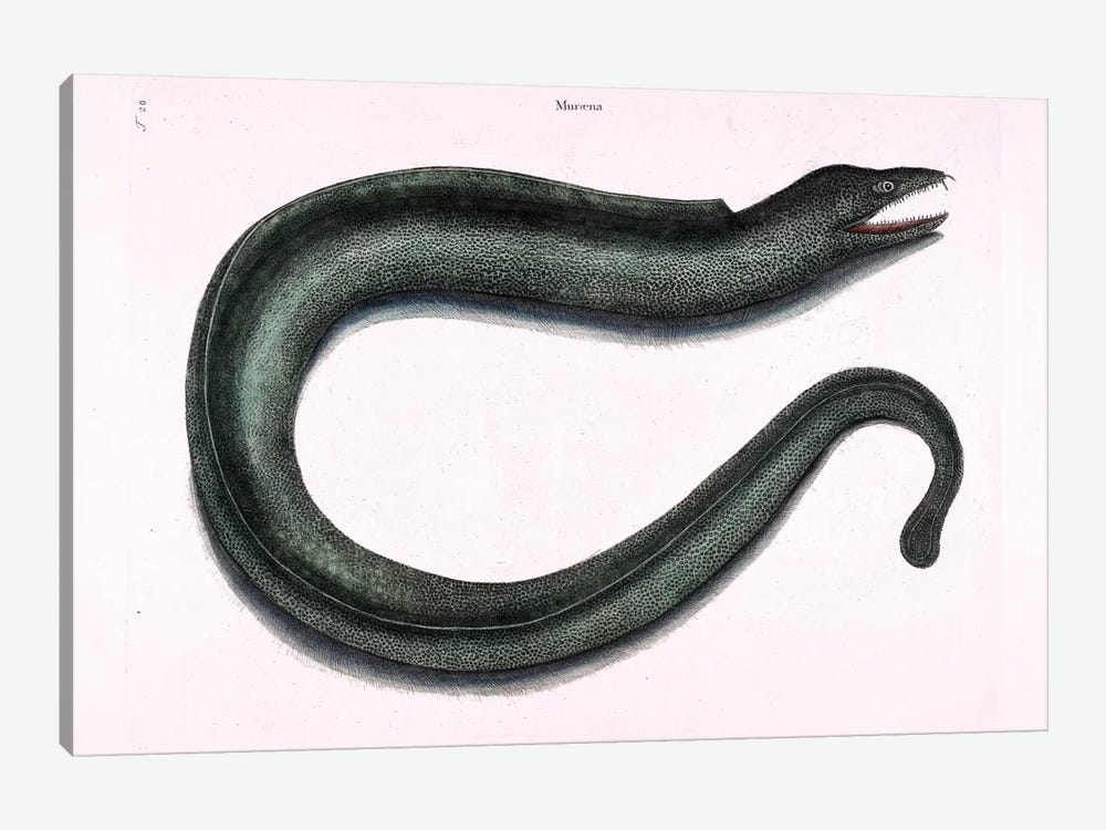 Moray Eel by Mark Catesby 1-piece Canvas Art Print