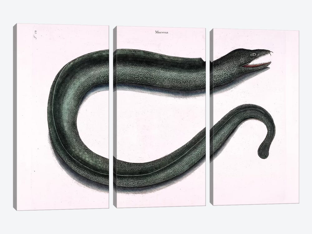 Moray Eel by Mark Catesby 3-piece Canvas Print