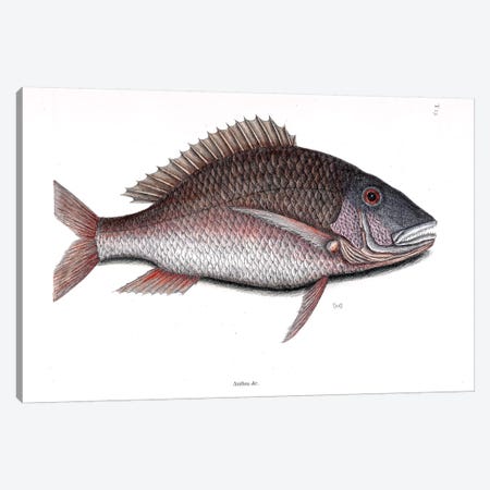 Mutton Fish Canvas Print #CAT117} by Mark Catesby Canvas Art