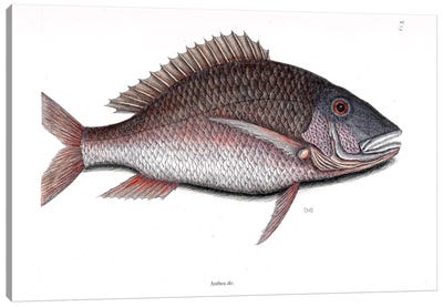 Mutton Fish Canvas Art Print