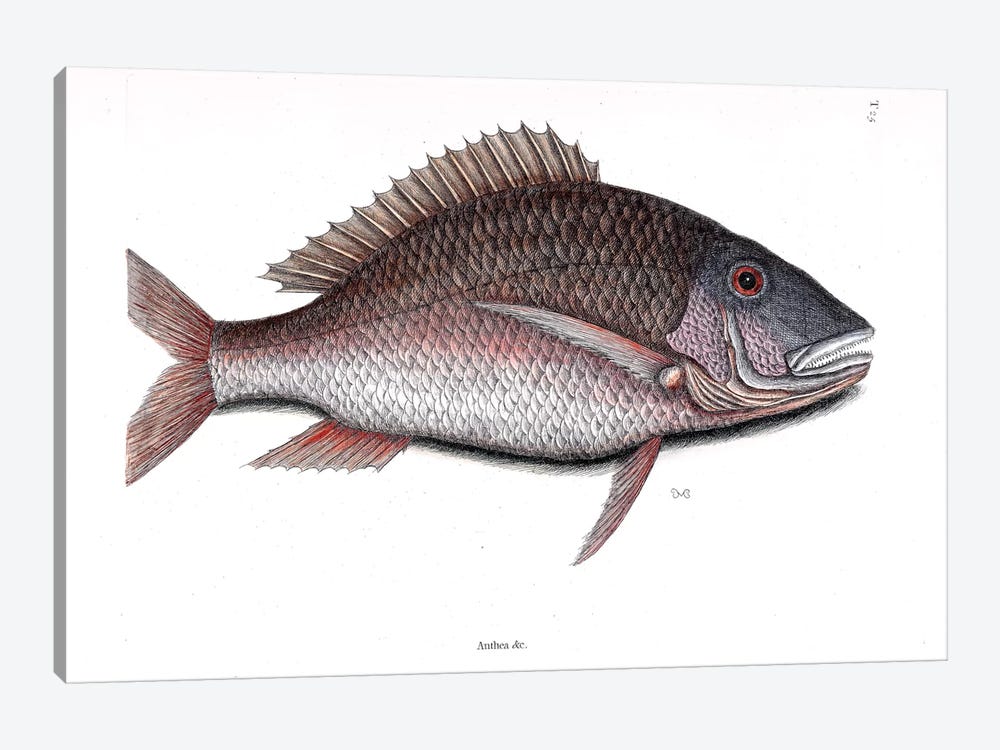 Mutton Fish by Mark Catesby 1-piece Canvas Wall Art