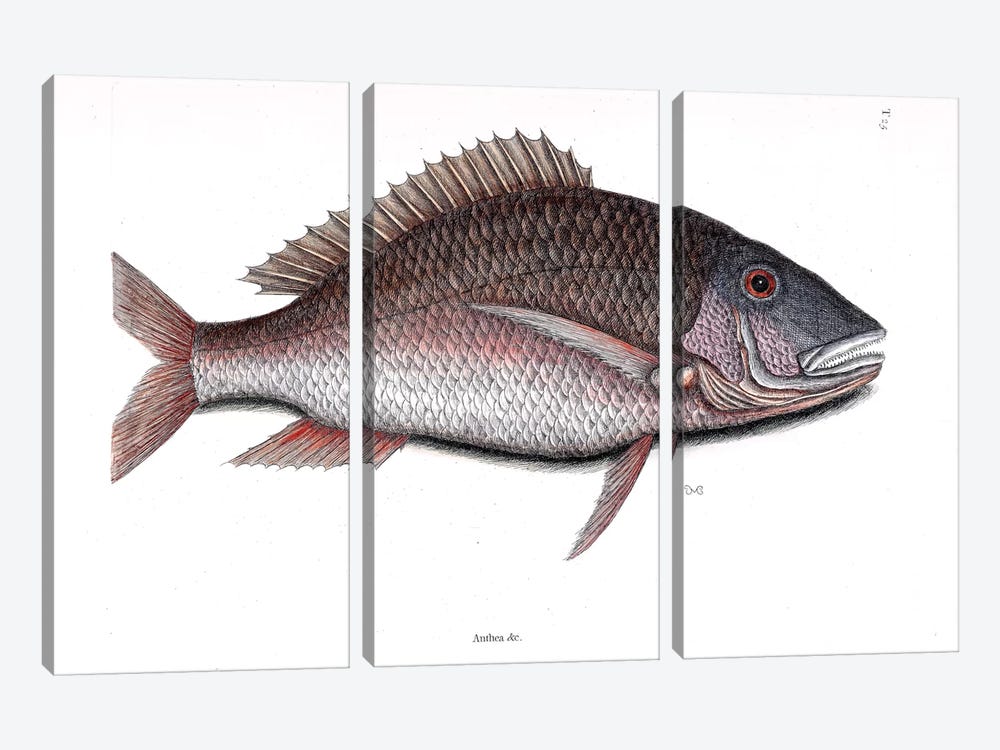 Mutton Fish by Mark Catesby 3-piece Canvas Art