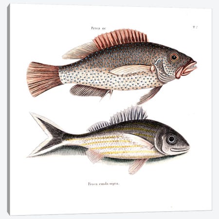 Negro Fish & Blacktail Canvas Print #CAT118} by Mark Catesby Canvas Print
