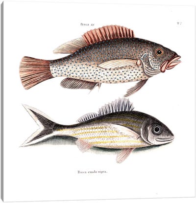 Negro Fish & Blacktail Canvas Art Print