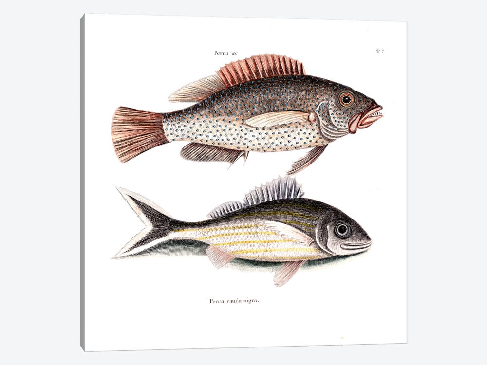 Negro Fish & Blacktail by Mark Catesby 1-piece Art Print