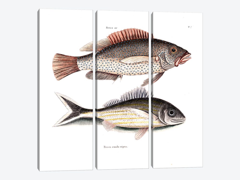 Negro Fish & Blacktail by Mark Catesby 3-piece Canvas Art Print