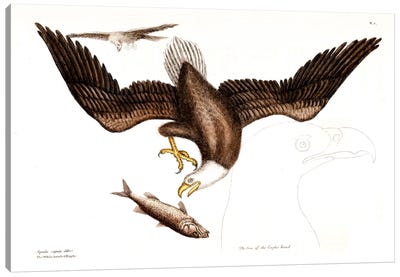 Bald Eagle Canvas Art Print - Eagle Art