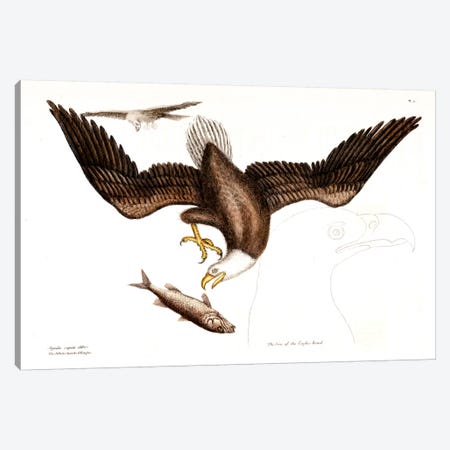 Bald Eagle Canvas Print #CAT11} by Mark Catesby Canvas Print
