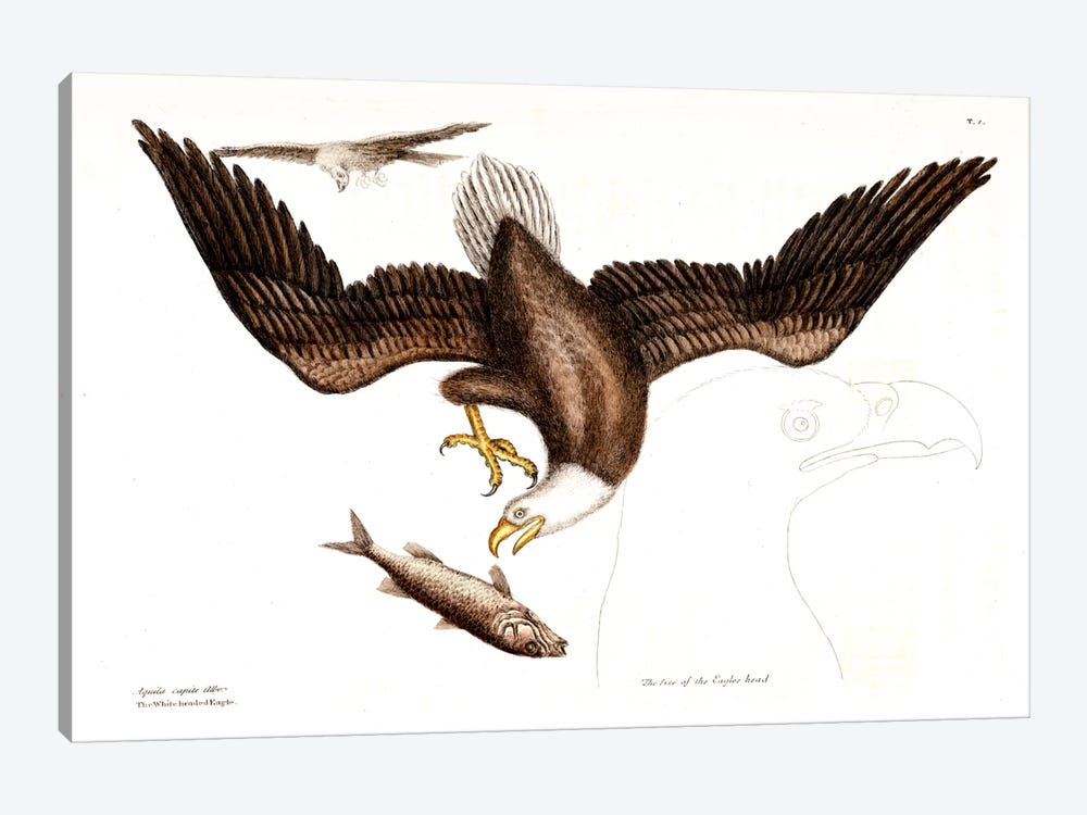 Bald Eagle by Mark Catesby 1-piece Art Print