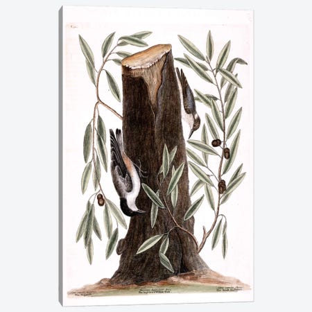 Nuthatch, Small Nuthatch & Highland Willow Oak Canvas Print #CAT120} by Mark Catesby Canvas Art