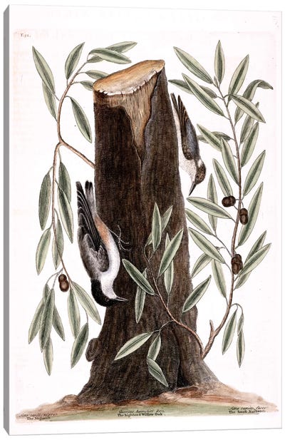 Nuthatch, Small Nuthatch & Highland Willow Oak Canvas Art Print - Oak Tree Art