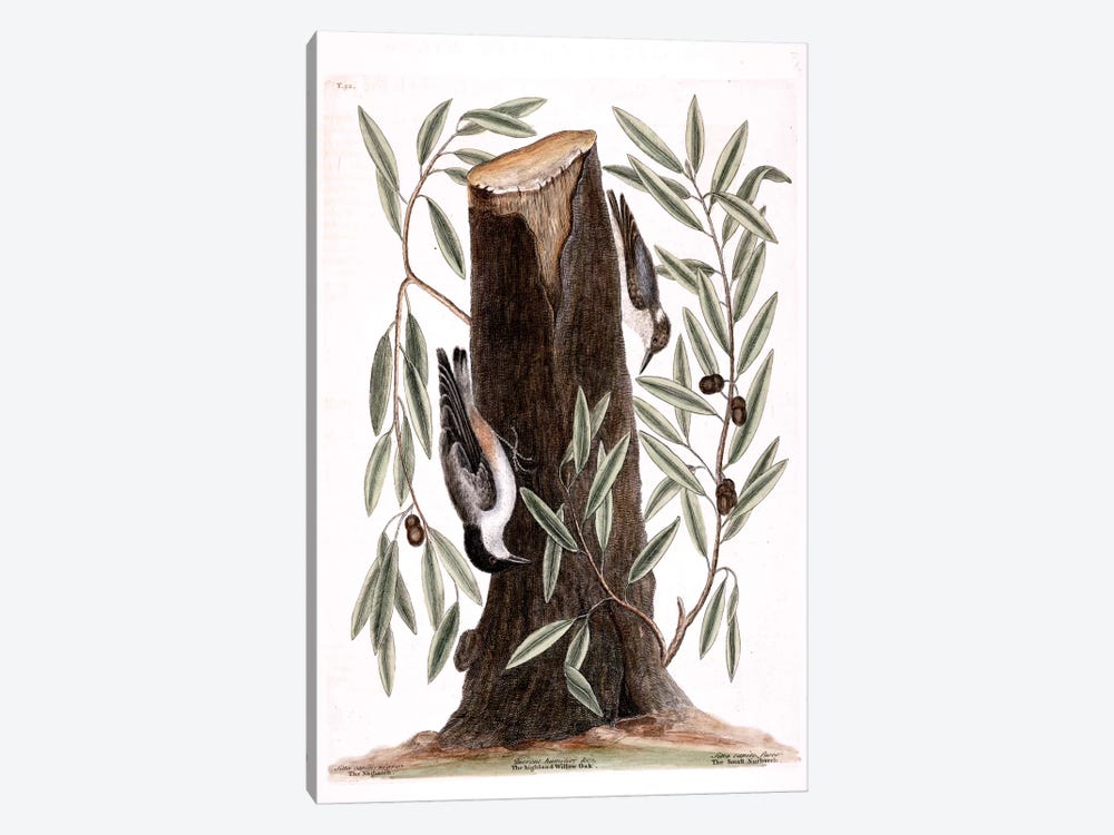 Nuthatch, Small Nuthatch & Highland Willow Oak by Mark Catesby 1-piece Canvas Artwork