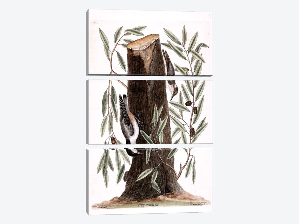 Nuthatch, Small Nuthatch & Highland Willow Oak by Mark Catesby 3-piece Canvas Artwork