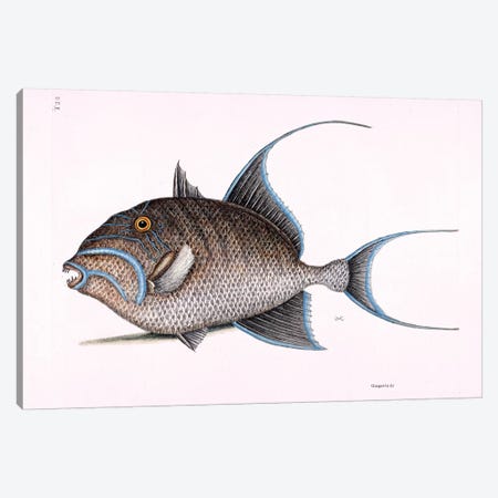 Old Wife (Queen Triggerfish) Canvas Print #CAT121} by Mark Catesby Canvas Art