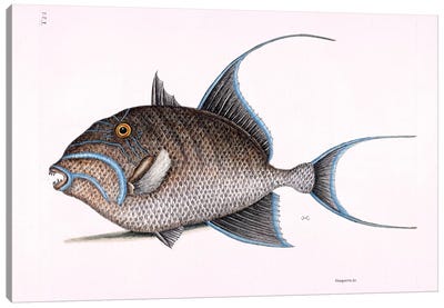 Old Wife (Queen Triggerfish) Canvas Art Print - New York Botanical Garden