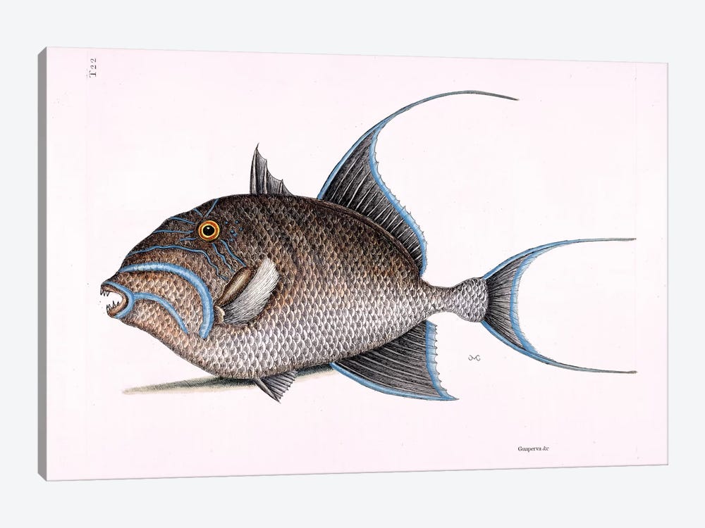 Old Wife (Queen Triggerfish) 1-piece Art Print